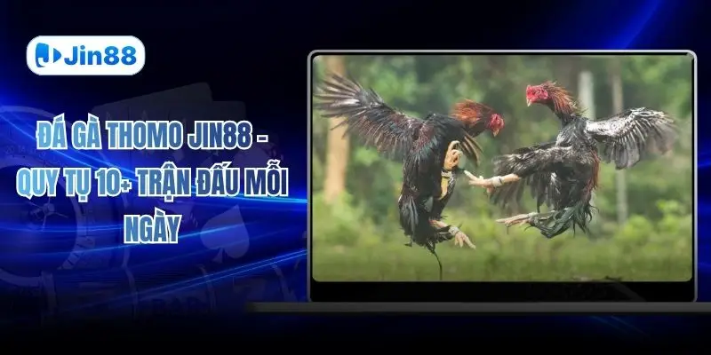 Đá Gà Thomo JIN88 - Quy Tụ 10+ Trận Đấu Mỗi Ngày